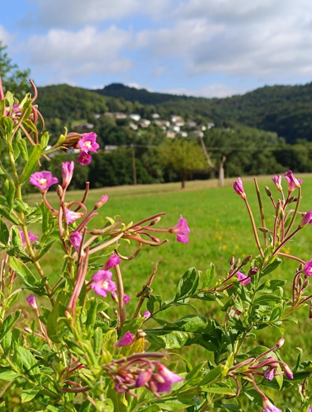 Ferienwohnung Zum Maerchenwald Bergfreiheit Luaran gambar
